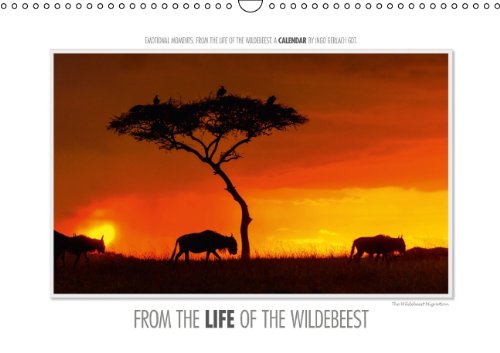 Emotional Moments: From the Life of the Wildebeest. UK-Version (Wall Calendar 2014 DIN A3 Landscape): From several thousand images of wildebeest ... for this calendar. (Month Calendar, 14 pages) Leisure, Home & Garden