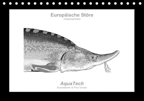Europäische Störe (Acipenseridae): Fisch als Kunst (Tischkalender immerwährend DIN A5 quer): Fisch als Kunst - Immerwährender Kalender mit 13 ... Tiere) Vecsei, Paul Film, Art & Culture