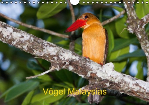 Vögel Malaysias - Birds of Malaysia (Wandkalender 2014 DIN A4 quer): Vögel Malaysias in freier Natur fotografiert (Monatskalender, 14 Seiten) Philosophy