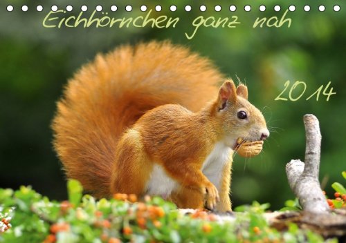 Eichhörnchen ganz nah (Tischkalender 2014 DIN A5 quer): Kleine Nager auf Futtersuche (Tischkalender, 14 Seiten) Calendars