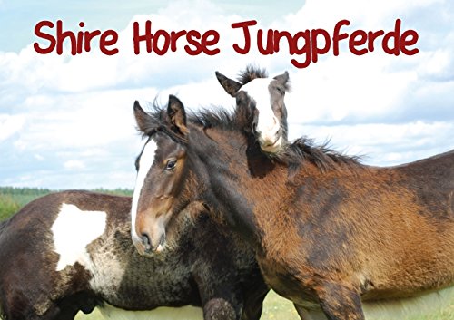 Shire Horse Jungpferde (Posterbuch DIN A4 quer): Wunderschöne ein- und zweijährige Shire Horse Jungpferde (Posterbuch, 14 Seiten) (CALVENDO Tiere) Stanzer, Elisabeth Posters