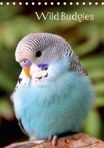 Wild Budgies (Table Calendar 2014 DIN A5 Portrait): Beautiful budgie calendar with stunning and colorful photographs of these wonderful birds. (Table Calendar, 14 pages) Business & Technology