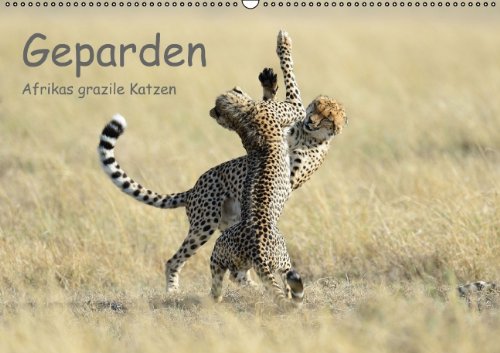 Geparden - Afrikas grazile Katzen (Wandkalender immerwährend DIN A2 quer): Wunderschöne Portraitaufnahmen dieses faszinierenden Raubtieres ... Jürs, Thorsten Photography