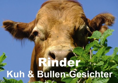 Rinder • Kuh & Bullen-Gesichter (Posterbuch DIN A4 quer): Rinder sind schöne, intelligente und soziale Tiere (Posterbuch, 14 Seiten) (CALVENDO Tiere) Stanzer, Elisabeth Posters