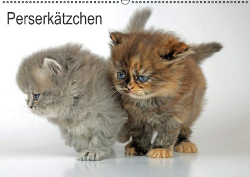 Perserkätzchen /AT-Version (Wandkalender 2014 DIN A2 quer): Neun Katzenbabys im Fotostudio (Monatskalender, 14 Seiten) Lifestyle