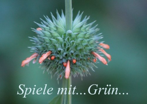 Spiele mit... Grün... (Posterbuch DIN A4 quer): Eine grüne Welt, in allen Schattierungen... (Posterbuch, 14 Seiten) (CALVENDO Natur) Schneider, Bettina Garden & Plants