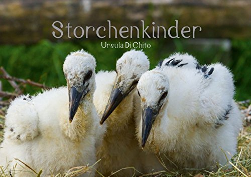 Storchenkinder (Posterbuch DIN A2 quer): Posterbuch über die Geburt und Entwicklung der Storchenkinder (Posterbuch, 14 Seiten) (CALVENDO Tiere) Di Chito, Ursula Garden & Plants