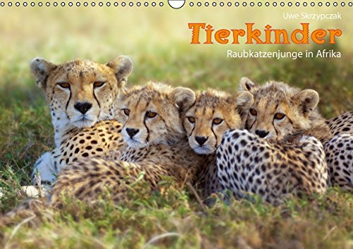 TIERKINDER Raubkatzenjunge in Afrika. (Wandkalender 2015 DIN A3 quer): Afrikas Tierkinder begeistern Jung und Alt und faszinieren durch ihre ... in Afrika. (Monatskalender, 14 Seiten) Leisure, Home & Garden