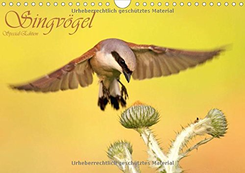 Singvögel (Wandkalender 2015 DIN A4 quer): Special-Edition (Monatskalender, 14 Seiten) Natural Sciences