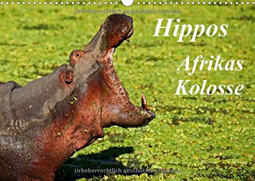 Hippos Afrikas Kolosse Wandkalender book