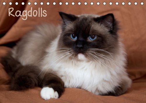 Ragdolls (Tischkalender 2015 DIN A5 quer): Sanfte und liebevolle Ragdoll Katzen (Tischkalender, 14 Seiten) Calendars