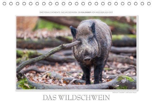 Emotionale Momente: Das Wildschwein. / AT-Version (Tischkalender 2015 DIN A5 quer): Wundervolle Aufnahmen vom Wildschwein in den Jahreszeiten. (kdgrp1, 14 Seiten) Leisure, Home & Garden