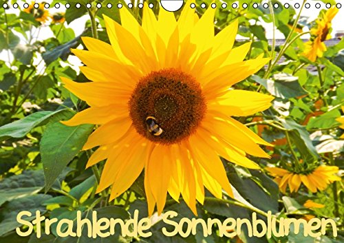 Strahlende Sonnenblumen / CH - Version (Wandkalender 2015 DIN A4 quer): Strahlende Sonnenblumen (Monatskalender, 14 Seiten) Film, Art & Culture