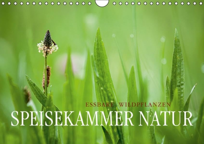 SPEISEKAMMER NATUR - Essbare WildpflanzenCH-Version (Wandkalender 2015 DIN A4 quer): Essbare Wildpflanzen: faszinierend, gesundheitsfördernd und ... 14 Seiten) (CALVENDO Lifestyle) Leisure, Home & Garden