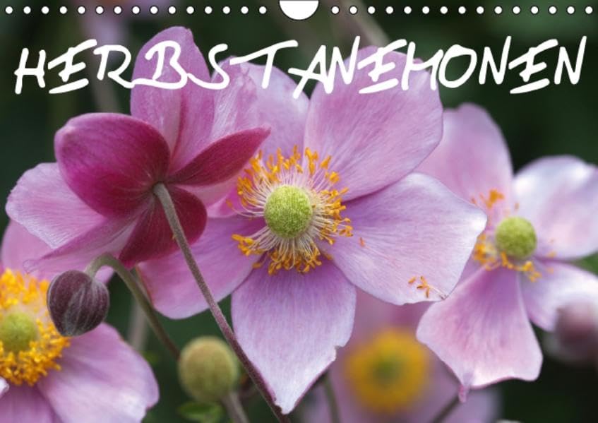 Herbstanemonen (Wandkalender 2015 DIN A4 quer): Ein Blütentanz im Spätsommer (Monatskalender, 14 Seiten) (CALVENDO Natur) Leisure, Home & Garden
