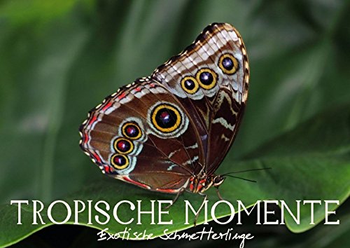 Tropische Momente - Exotische Schmetterlinge (Posterbuch DIN A3 quer): Tropische Schmetterlinge aus aller Welt (Posterbuch, 14 Seiten) (CALVENDO Tiere) Posters