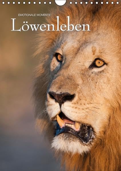 Emotionale Momente: Löwenleben (Wandkalender 2016 DIN A4 hoch): Dramatische Bilder aus dem Leben der Löwen (Monatskalender, 14 Seiten ) (CALVENDO Tiere) Photography