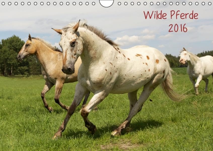 Wilde Pferde (Wandkalender 2016 DIN A4 quer): zauberhafte Wesen begleiten uns durch das Jahr (Monatskalender, 14 Seiten ) (CALVENDO Tiere) Calendars