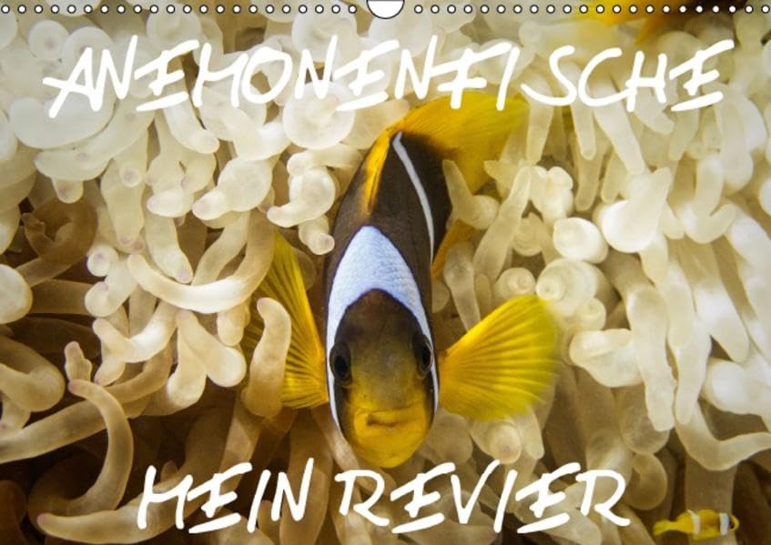 Anemonenfische, Mein Revier. (Wandkalender 2016 DIN A3 quer): Rotmeer Anemonenfische (Monatskalender, 14 Seiten ) (CALVENDO Tiere) Film, Art & Culture