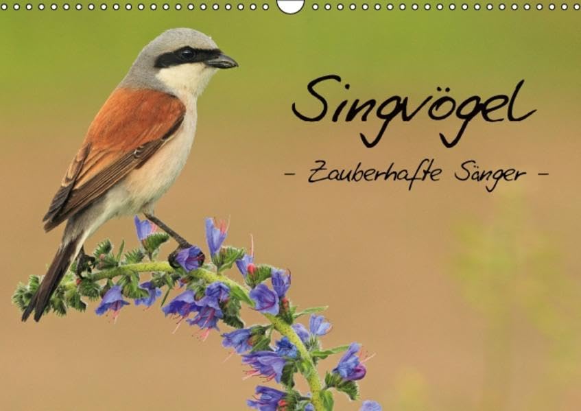 Singvögel - Zauberhafte Sänger (Wandkalender 2016 DIN A3 quer): Eine einmalige Komposition der einheimischen Singvogelwelt (Monatskalender, 14 Seiten ) (CALVENDO Tiere) Calendars