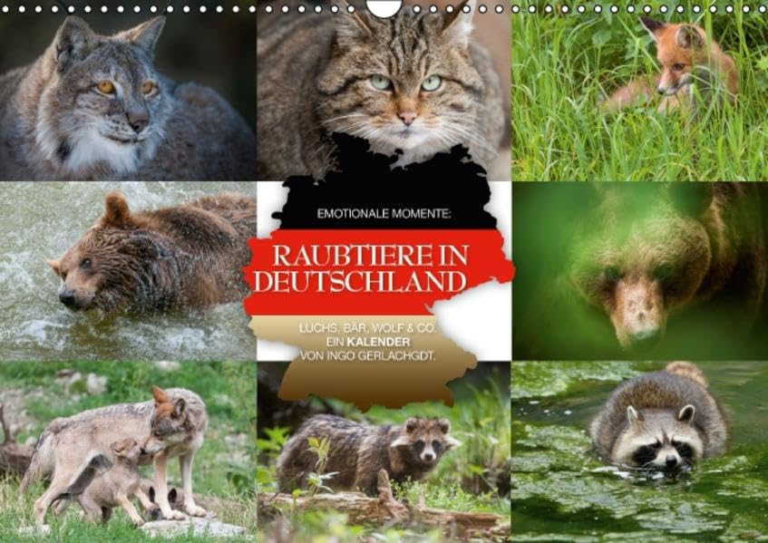 Emotionale Momente: Raubtiere in Deutschland (Wandkalender 2016 DIN A3 quer): Aus tausenden Bildern hat der renommierte Tier- und Naturfotograf Ingo ... (Monatskalender, 14 Seiten ) (CALVENDO Tiere) Calendars