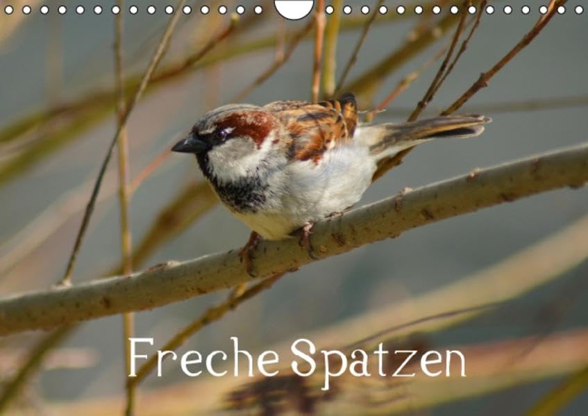Freche Spatzen (Wandkalender 2016 DIN A4 quer): Haussperlinge (Passer domesticus) in Stadt und Natur (Monatskalender, 14 Seiten ) (CALVENDO Tiere) Calendars