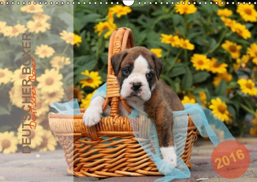 Deutscher Boxer 2016 (Wandkalender 2016 DIN A3 quer): Jahreskalender 2015 mit 13 Fotos der Hunderasse Deutscher Boxer (Monatskalender, 14 Seiten ) (CALVENDO Tiere) Calendars
