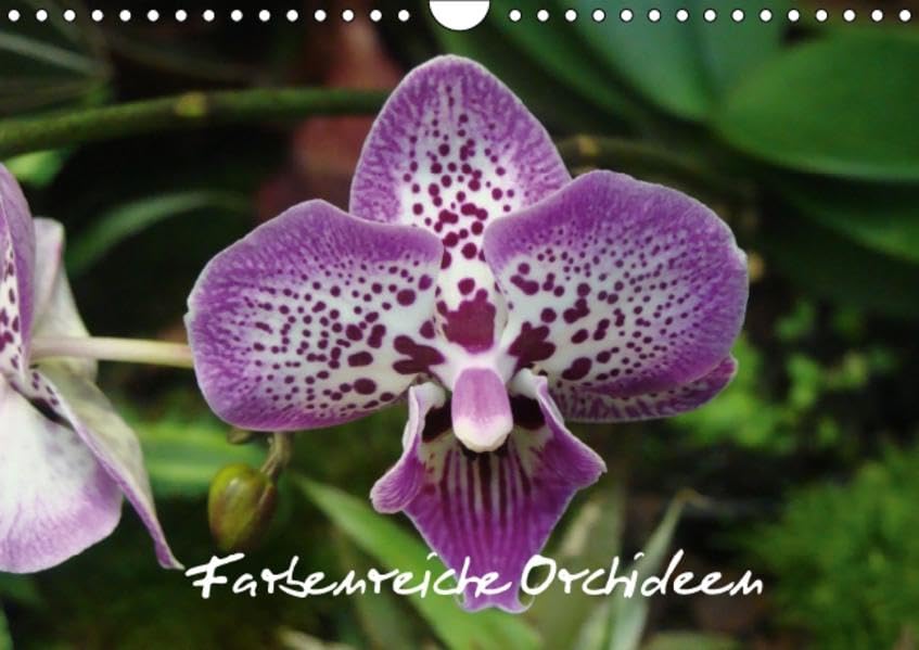 Farbenreiche Orchideen (Wandkalender 2016 DIN A4 quer): Ein sehr exotischer Kalender über Farbenreiche Orchideen (Monatskalender, 14 Seiten ) (CALVENDO Natur) Calendars