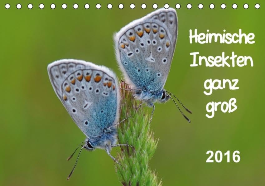 Heimische Insekten ganz GROSS (Tischkalender 2016 DIN A5 quer): Faszinierende Makroaufnahmen aus der Welt heimischer Insekten (Monatskalender, 14 Seiten ) (CALVENDO Natur) Calendars