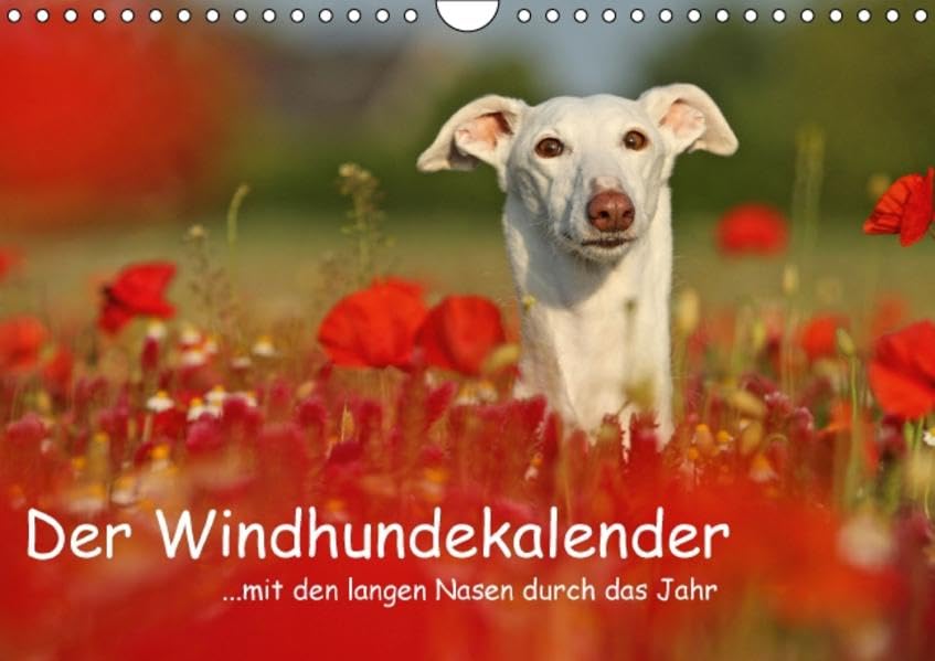 Der Windhundekalender (Wandkalender 2016 DIN A4 quer): Mit den langen Nasen durch das Jahr... (Monatskalender, 14 Seiten ) (CALVENDO Tiere) Calendars