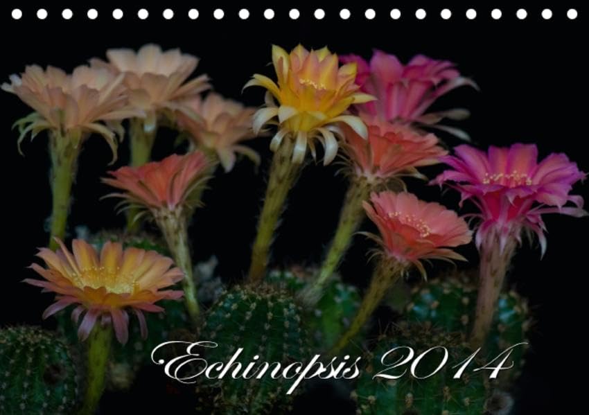 Echinopsis 2016 (Tischkalender 2016 DIN A5 quer): Kakteen Blüten (Monatskalender, 14 Seiten ) (CALVENDO Natur) Leisure, Home & Garden
