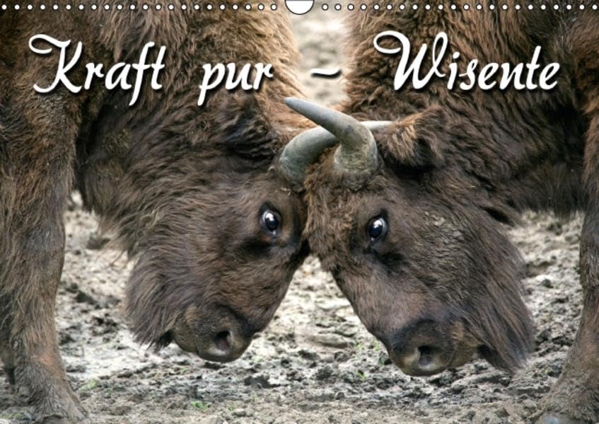 Kraft pur - Wisente (Wandkalender 2016 DIN A3 quer): Fazination der europäischen Bisons (Monatskalender, 14 Seiten ) (CALVENDO Tiere) Calendars