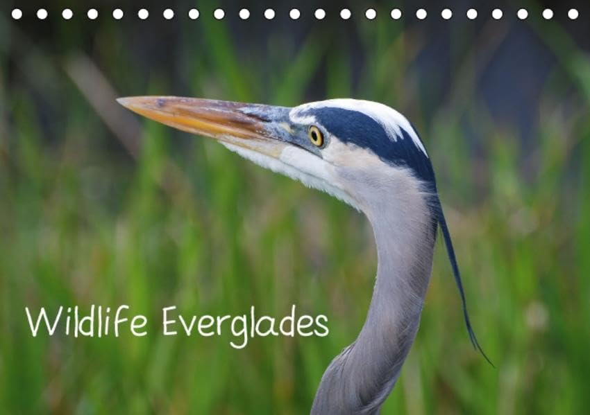 Wildlife Everglades (Tischkalender 2016 DIN A5 quer): Wildlife-Fotografien aus dem Everglades Nationalpark (Monatskalender, 14 Seiten) (CALVENDO Tiere) Leisure, Home & Garden