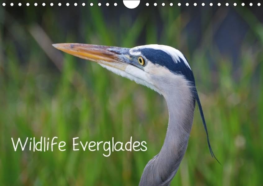 Wildlife Everglades (Wandkalender 2016 DIN A4 quer): Wildlife-Fotografien aus dem Everglades Nationalpark (Monatskalender, 14 Seiten) (CALVENDO Tiere) Leisure, Home & Garden