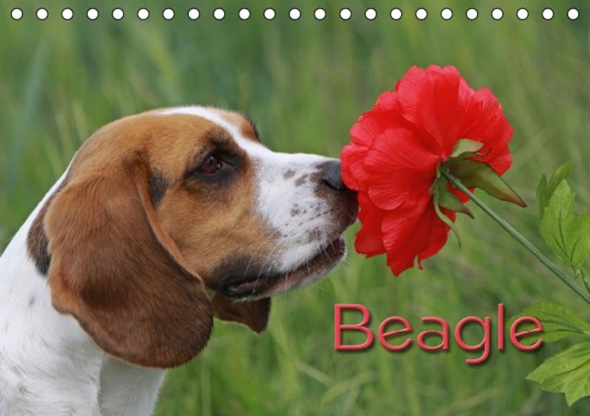 Beagle (Tischkalender 2016 DIN A5 quer): Liebenswerte Schlappohren (Monatskalender, 14 Seiten ) (CALVENDO Tiere) Calendars