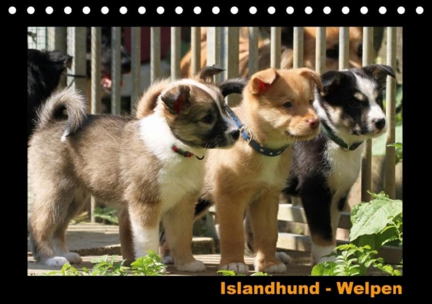 Islandhund - Welpen (Tischkalender 2016 DIN A5 quer): Monatskalender mit Fotos von Islandhund-Welpen (Monatskalender, 14 Seiten ) (CALVENDO Tiere) Calendars
