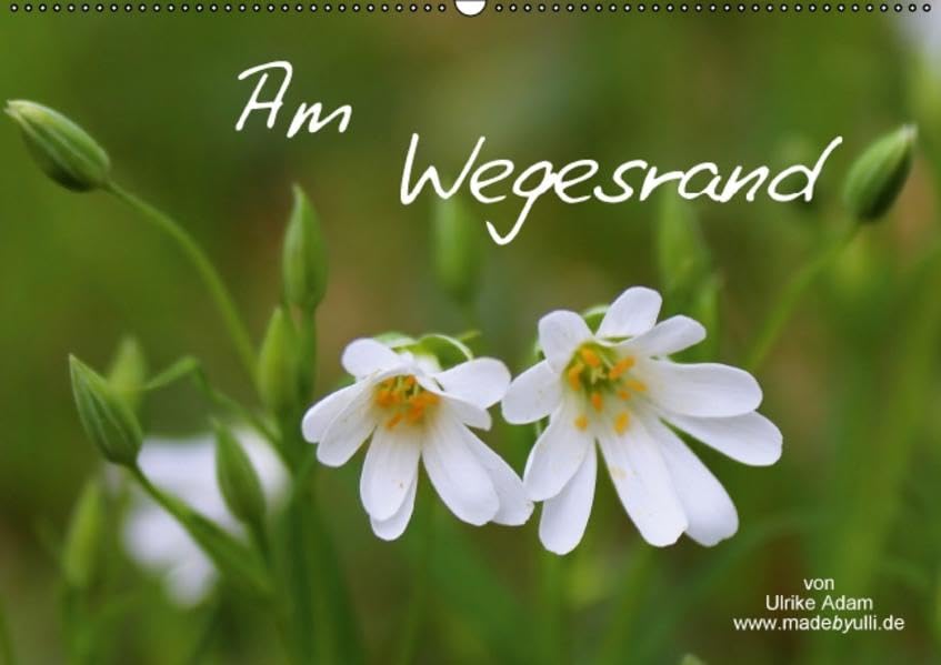 Am Wegesrand / Geburtstagskalender (Wandkalender 2016 DIN A2 quer): Die kleine Welt am Wegesrand (Geburtstagskalender, 14 Seiten ) (CALVENDO Natur) Calendars