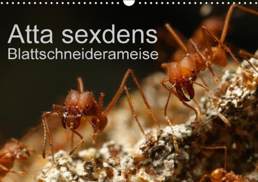 Atta sexdens - Blattschneiderameise (Wandkalender 2016 DIN A3 quer): Atta sexdens, eine Blattschneiderameise aus Südamerika. (Monatskalender, 14 Seiten ) (CALVENDO Tiere) Calendars