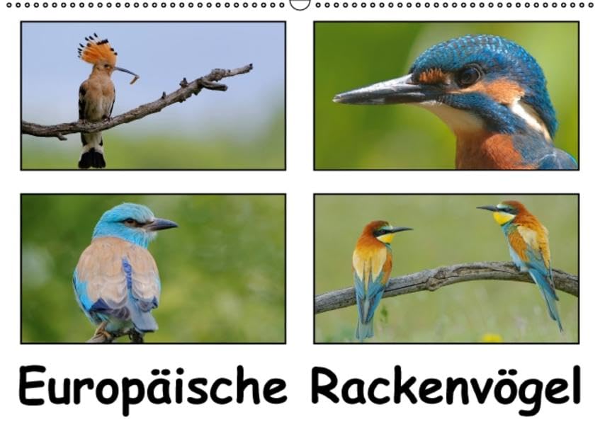 Europäische Rackenvögel (Wandkalender 2016 DIN A2 quer): Schillernde Portraits der farbenprächtigen Rackenvögel – Blauracke, Bienenfresser, Eisvogel ... (Monatskalender, 14 Seiten ) (CALVENDO Tiere) Living & Furnishing