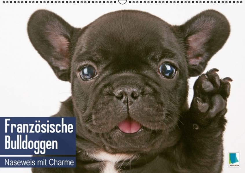 Französische Bulldoggen: Naseweis mit Charme (Wandkalender 2016 DIN A2 quer): Französische Bulldoggen: Ein Hund voller Ausstrahlungskraft und viel ... (Monatskalender, 14 Seiten ) (CALVENDO Tiere) Calendars