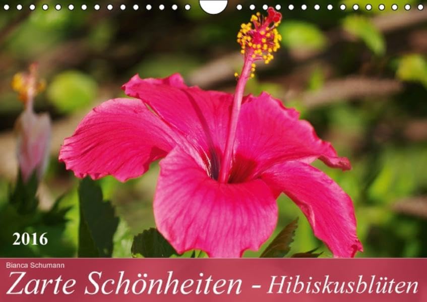 Zarte Schönheiten - HibiskusblütenCH-Version (Wandkalender 2016 DIN A4 quer): Zarte Hibiskusblüten in prachtvollen Formen und Farben (Monatskalender, 14 Seiten ) (CALVENDO Natur) Calendars