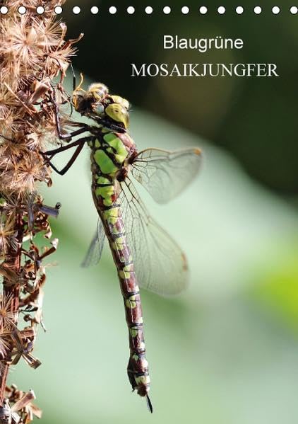 Blaugrüne Mosaikjungfer (Tischkalender 2016 DIN A5 hoch): Blaugrüne Mosaikjungfer - Eine wahre Schönheit der Natur (Monatskalender, 14 Seiten ) (CALVENDO Tiere) Calendars