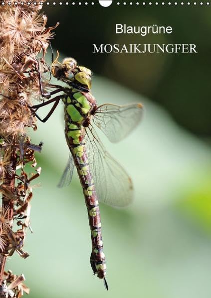 Blaugrüne Mosaikjungfer (Wandkalender 2016 DIN A3 hoch): Blaugrüne Mosaikjungfer - Eine wahre Schönheit der Natur (Monatskalender, 14 Seiten ) (CALVENDO Tiere) Calendars