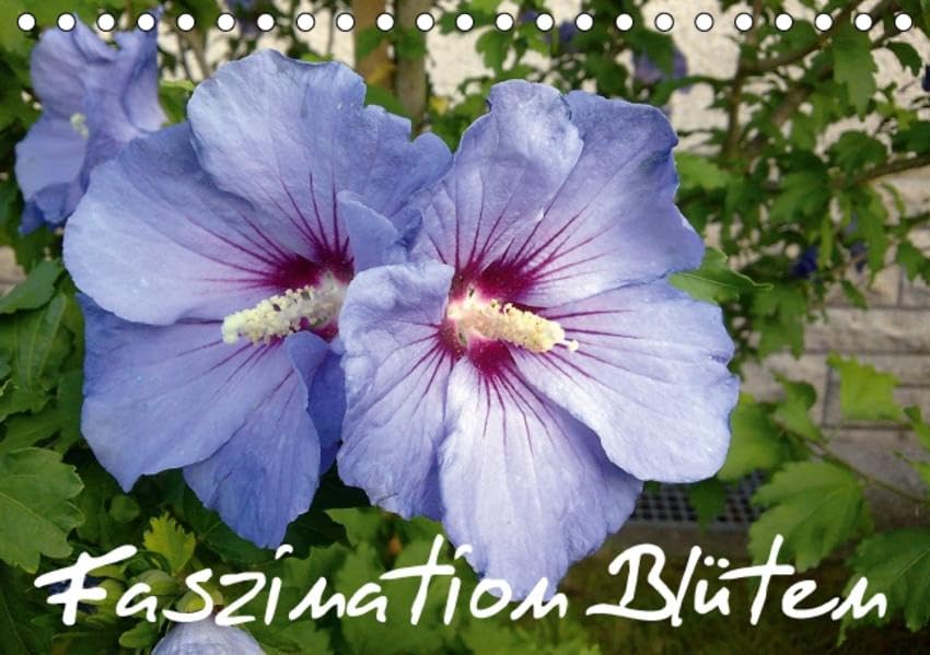 Faszination Blüten (Tischkalender 2016 DIN A5 quer): Blumen und Blüten aus unserer Heimat, voller Faszination von Natur, Farben und Formen. ... (Monatskalender, 14 Seiten ) (CALVENDO Natur) Calendars