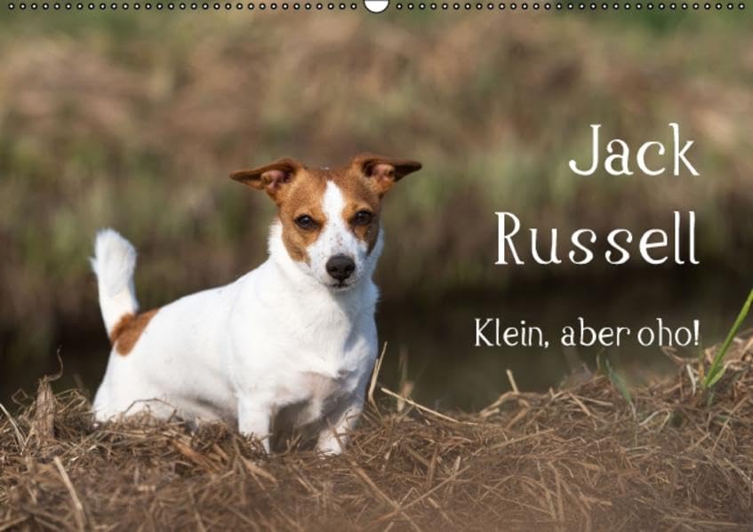 Jack Russell - Klein, aber oho! (Wandkalender 2016 DIN A2 quer): Echte Powerpakete und zugleich liebenswertes Familienmitglied - Jack Russell haben's ... (Monatskalender, 14 Seiten ) (CALVENDO Tiere) Calendars