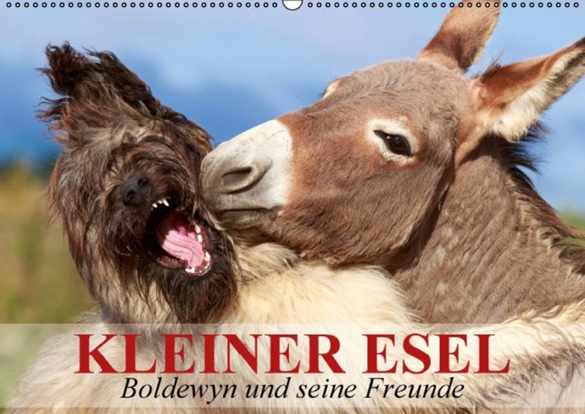 Kleiner Esel. Boldewyn und seine Freunde (Wandkalender 2016 DIN A2 quer): Ein niedlicher Esel mit seinen Hunde-Freunden (Monatskalender, 14 Seiten ) (CALVENDO Tiere) Calendars