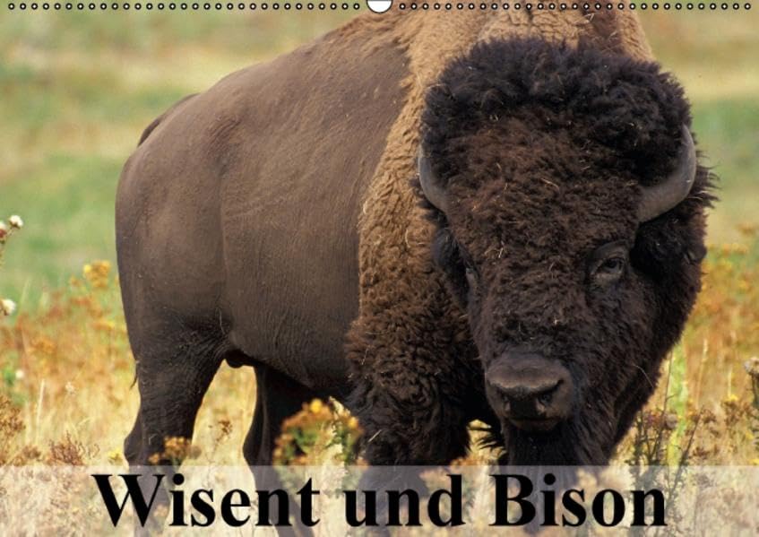 Wisent und Bison (Wandkalender 2014 DIN A2 quer): Die Schönheit der kraftvollen Kolosse im Zottelfell (Monatskalender, 14 Seiten) (CALVENDO Tiere) Calendars