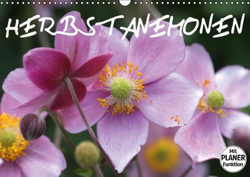 Herbstanemonen (Wandkalender 2016 DIN A3 quer): Ein Blütentanz im Spätsommer (Geburtstagskalender, 14 Seiten ) (CALVENDO Natur) Leisure, Home & Garden