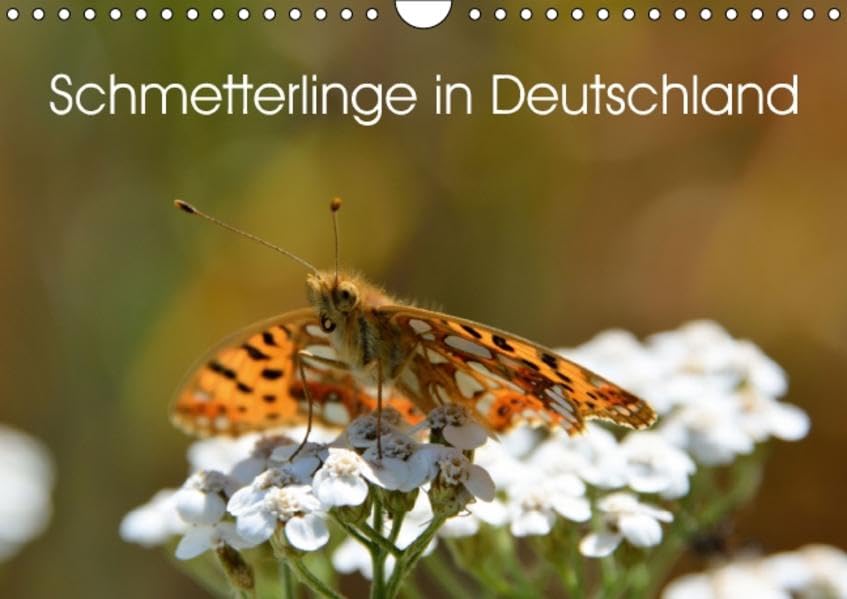 Schmetterlinge in Deutschland (Wandkalender 2016 DIN A4 quer): Genießen sie die Auswahl der schönsten Motive einheimischer Schmetterlinge aus 10000 ... (Monatskalender, 14 Seiten ) (CALVENDO Tiere) Photography