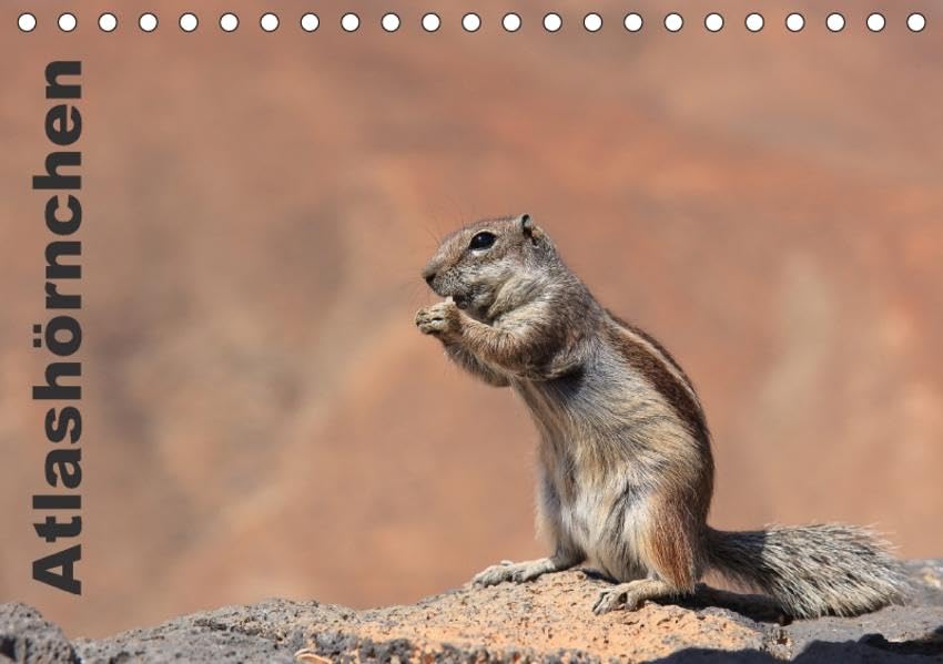 Atlashörnchen (Tischkalender 2017 DIN A5 quer): Die süßen Nager von Fuerteventura (Monatskalender, 14 Seiten ) (CALVENDO Tiere) Leisure, Home & Garden